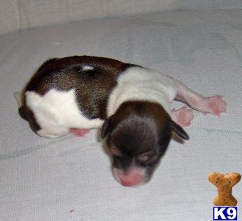 Puppies in OK